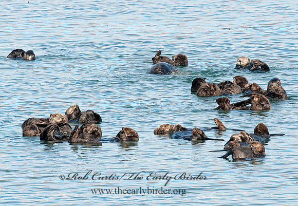 Enhydra lutris nereis  SOUTHERN SEA OTTER 8020385 z