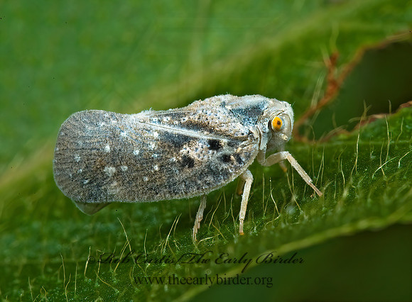 Metcalfa pruinosa 5011895z