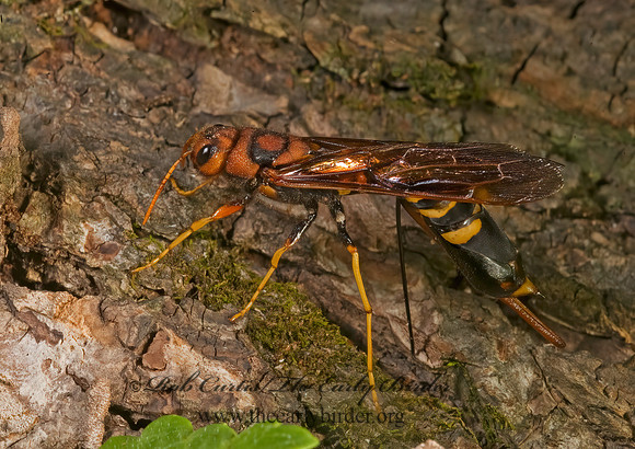 Tremex columba 8007376z