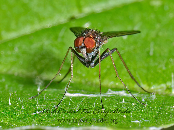 Chrysotus spectabilis LONGLEGGED FLY 9090350z