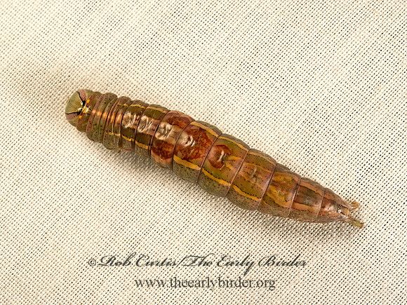 Heterocampa guttivitta  SADDLED PROMINENT 9050049z