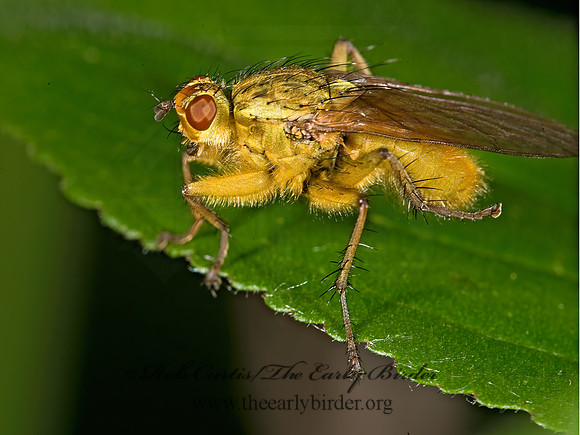 Scathophaga stercoraria  DUNG FLY 8004868z