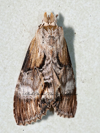 Dasylophia  PROMINENT MOTH 8034188z