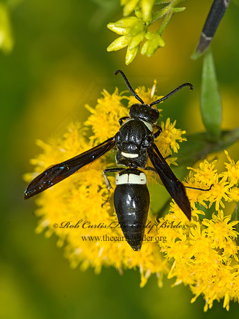 Monobia quadridens  4-TOOTHED MASON WASP 9040676z
