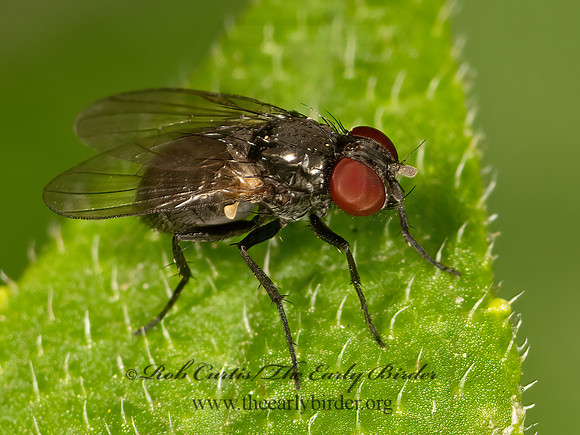 Fannia FANNID FLY 3041525z