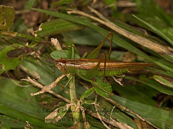 Orchelimum  GREATER MEADOW KATYDID 9052896z