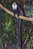 Callithrix geoffroyi WHITE-HEADED MARMOSET 5017238z