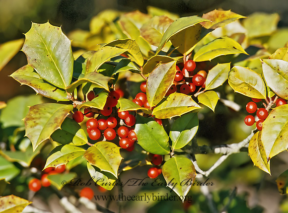 Ilex opaca  AMERICAN HOLLY 181132 z