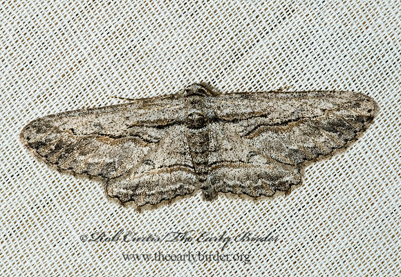 Iridopsis obliquaria OBLIQUE LOOPER MOTH 5005352z