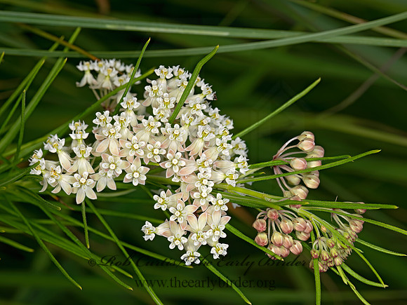 Asclepias verticillata  WHORLED MILKWEED 3022520-z