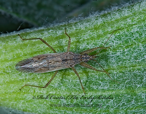Nabis (Reduviolus)  DAMSEL BUG  7009212z
