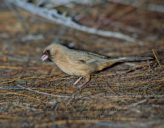 Melozone aberti  ABERT'S TOWHEE 122616z