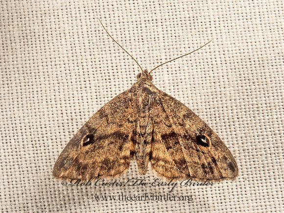 Melanomma auricinctaria  GOLD-LINED MELANOMOMMA MOTH 9050649z