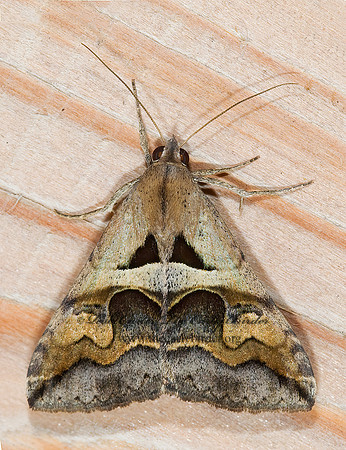 Melipotis cellaris CELLAR MELIPOTIS MOTH 6023901 z