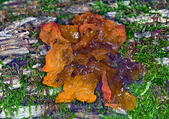 Tremella  JELLY FUNGUS 6009491z