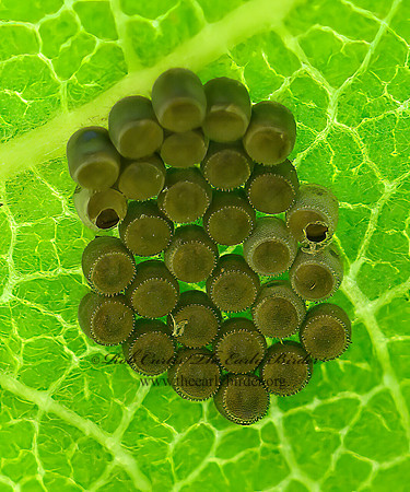 Pentatomidae  STINKBUG 1304466z