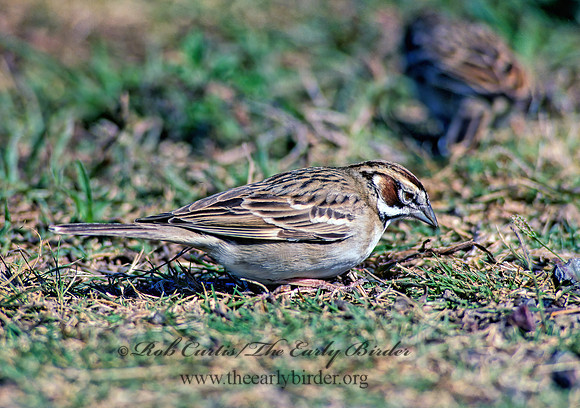 Chondestes grammacus  LARK SPARROW 88805 z