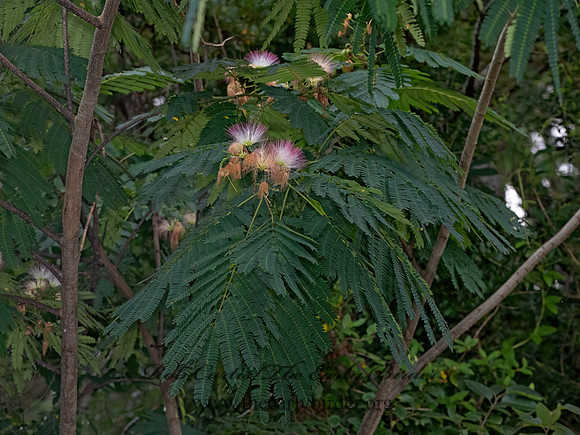 Albizia julibrissin  PERSIAN SILK TREE 3041263z