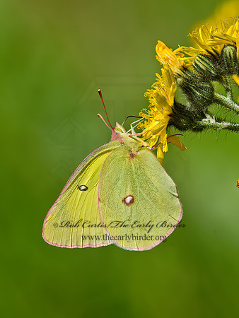 Colias interior  PINK-EDGED SULPHUR 9032773z
