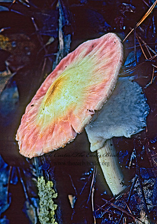 Agaricus 169716z