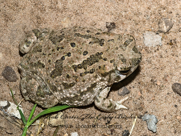 Anaxyrus speciosus  TEXAS TOAD 7005129 z