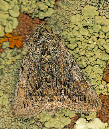 Pleromelloida bonuscula ONCONEMIDINAE OWLET 143934z
