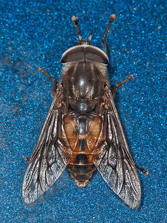 Hybomitra  HORSE FLY 3013245z