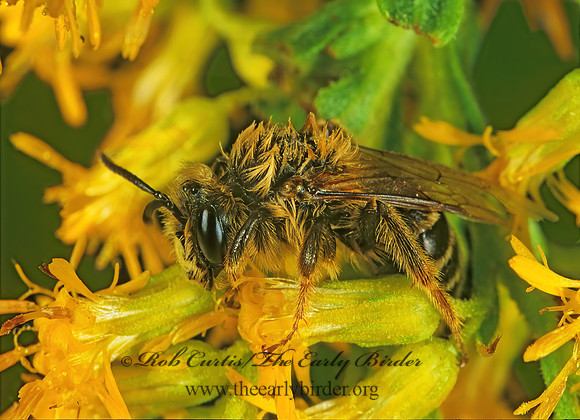 Andrena (Callandrena)  MINING BEE 1114634z