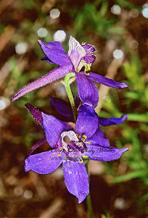 Delphinium nelsonii  NELSON'S LARKSPUR 113523z