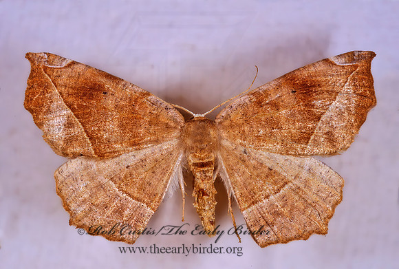 Eutrapela clemataria CURVE-TOOTHED GEOMETER 294408z
