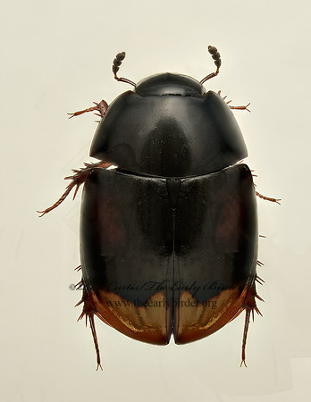 Sphaeridium scarabaeoides 9019534z