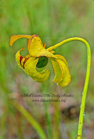 Sarracenia flava -TRUMPET 262836z