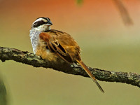 Peucaea ruficauda  STRIPE-HEADED SPARROW 206303z