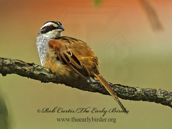 Peucaea ruficauda  STRIPE-HEADED SPARROW 206303z