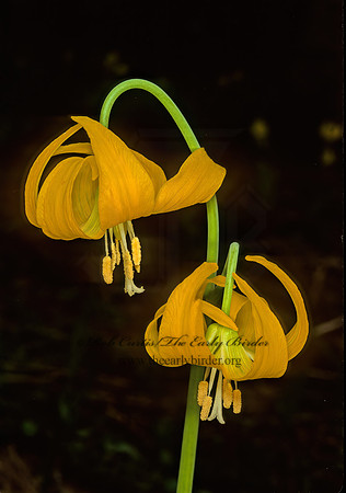 Erythronium grandiflorum  DOGTOOTH VIOLET 113218 z
