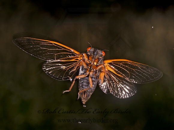 Magicicada cassinii CASSIN'S CICADA 9089326z