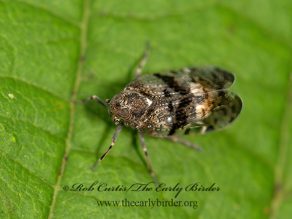 Cilidius quinquelineatus  CIXIID PLANTHOPPER 9047322z