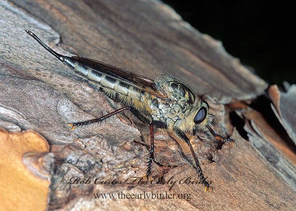 Efferia aestuans  ASILINAE ROBBER FLY 248736 Fz