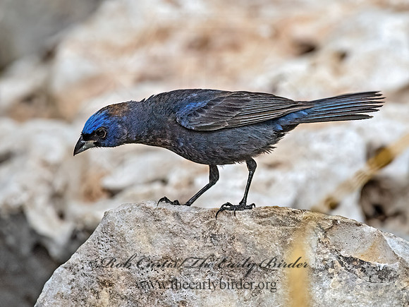 Passerina versicolor  VARIED BUNTING 3039599z