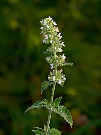Nepeta cataria  CATNIP 9053518z