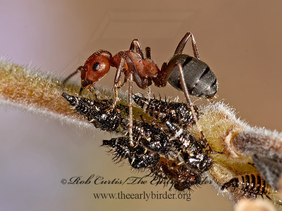 Formica  ANT 1a 3024404z