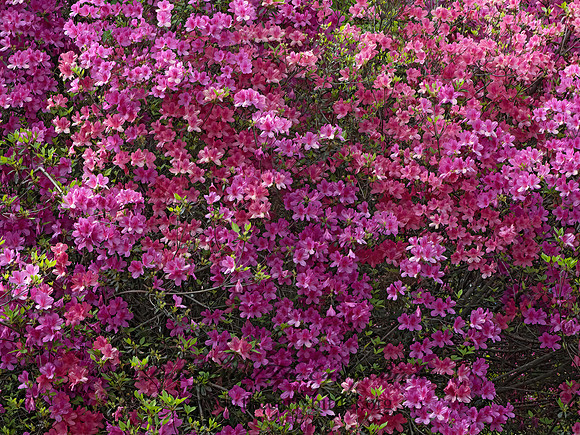 Rhododendron  RHODODENDRON 3028348-z