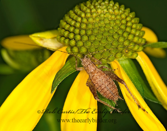 Orocharis saltator  JUMPING BUSH CRICKET 8017964z