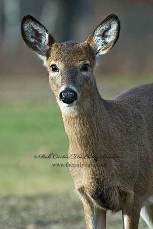 Odocoileus virginianus  WHITE-TAILED DEER 5003455 z