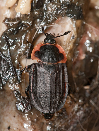 Oiceoptoma noveboracense  MARGINED CARRION BEETLE 3016814z