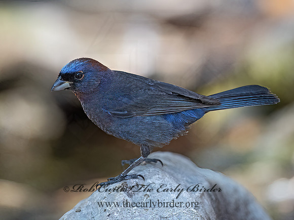 Passerina versicolor  VARIED BUNTING 3041030z