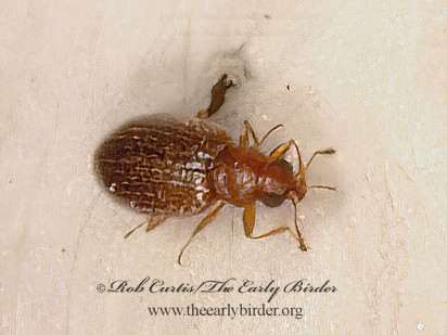 Melanophthalma~  MINUTE BROWN SCAVENGER BEETLE 9086962z