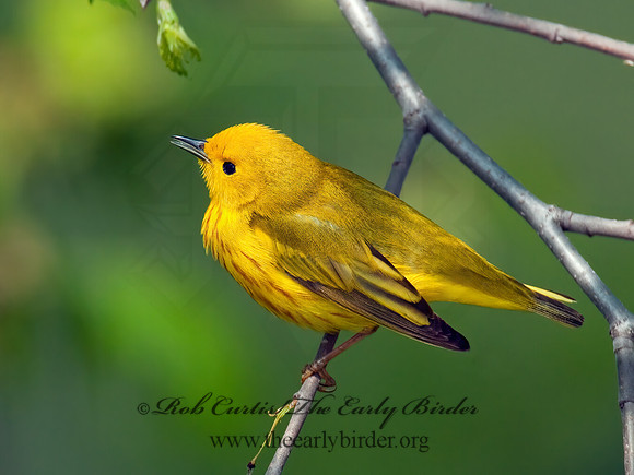 Setophaga petechia  YELLOW WARBLER 3008070z