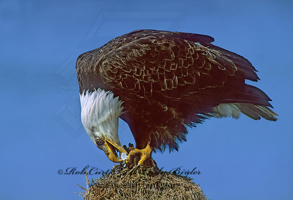 Haliaeetus leucocephalus  BALD EAGLE 228334z