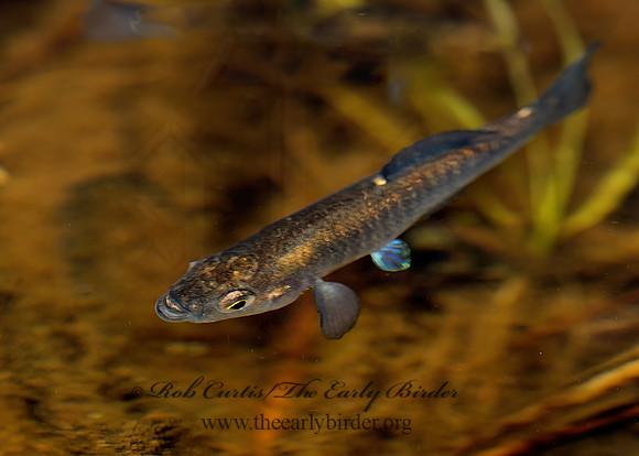 Fundulus diaphanus  BANDED KILLIFISH 9032898z